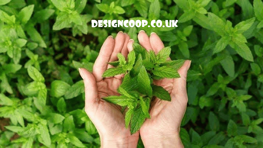 designcoop.co