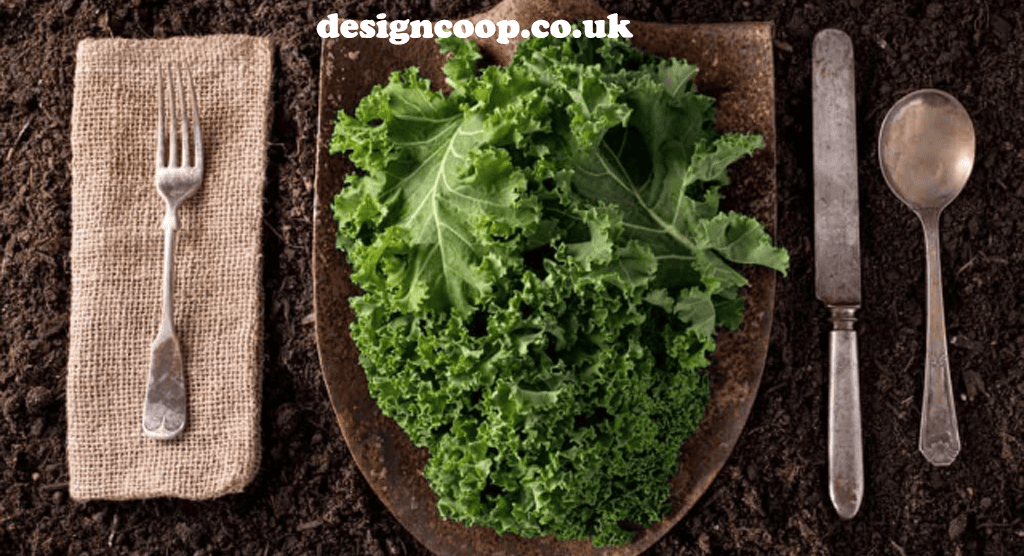 designcoop.co