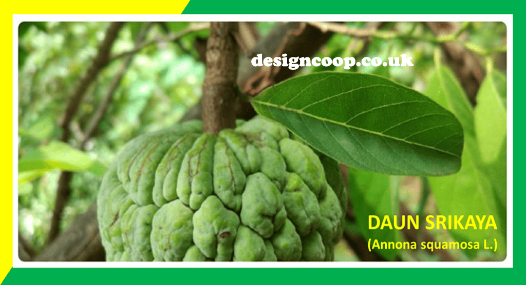 designcoop.co