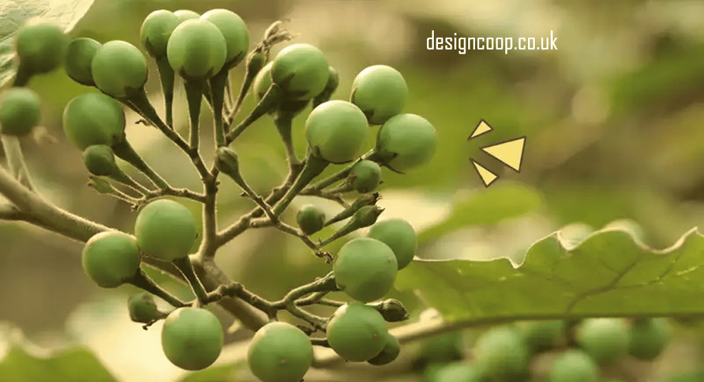 designcoop.co