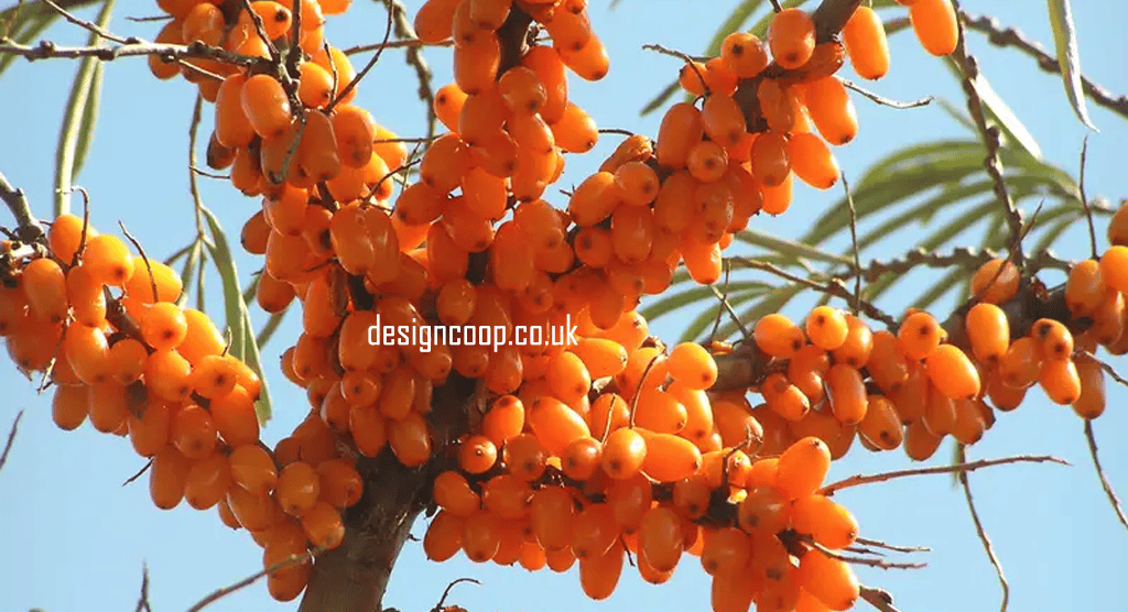 designcoop.co