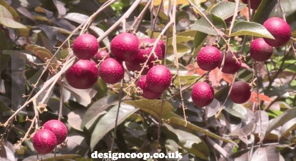 designcoop.co